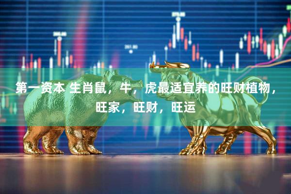 第一资本 生肖鼠，牛，虎最适宜养的旺财植物，旺家，旺财，旺运